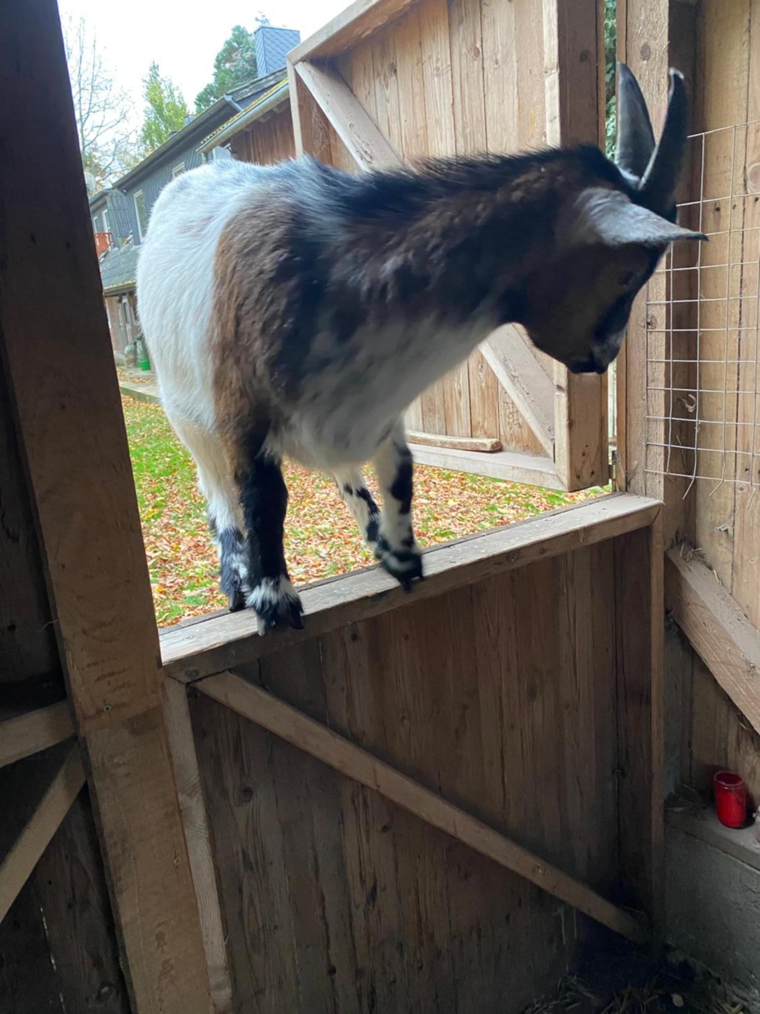 Ferienwohnung Auf Einem Resthof Zentral Gelegen Mit Viel Natur Und Tieren Rendswuhren Bagian luar foto
