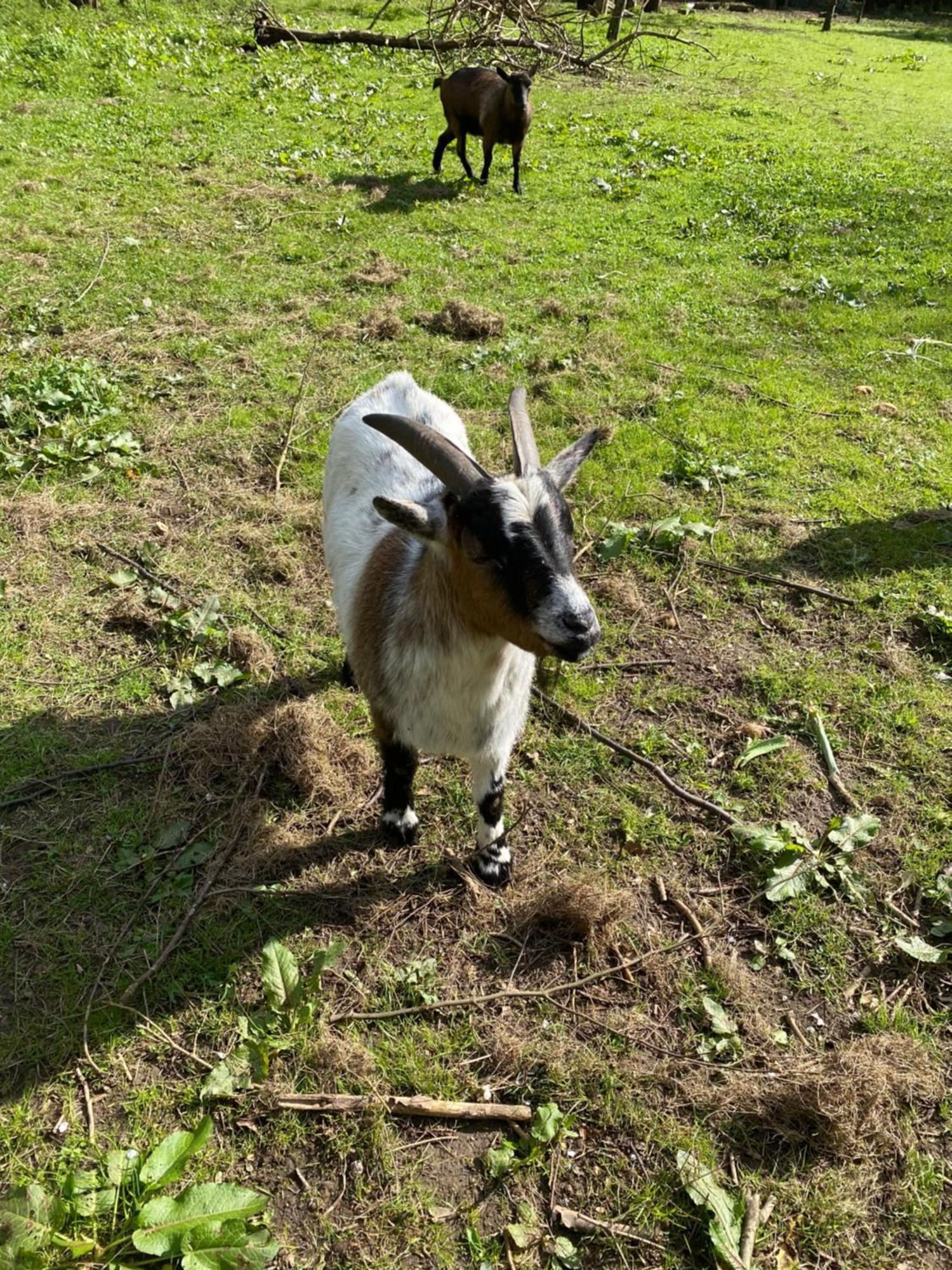 Ferienwohnung Auf Einem Resthof Zentral Gelegen Mit Viel Natur Und Tieren Rendswuhren Bagian luar foto